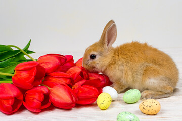 Redhead rabbit, red tulips and colorful Easter eggs. Festive Easter card.