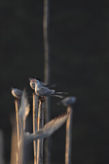 The Common Tern, an agile bird that hunts fish, with specimens sitting on poles sticking out of the lake. © TRINGA