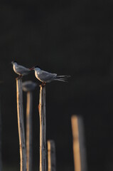 The Common Tern, an agile bird that hunts fish, with specimens sitting on poles sticking out of the lake. © TRINGA