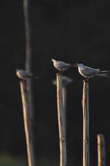 The Common Tern, an agile bird that hunts fish, with specimens sitting on poles sticking out of the lake. © TRINGA