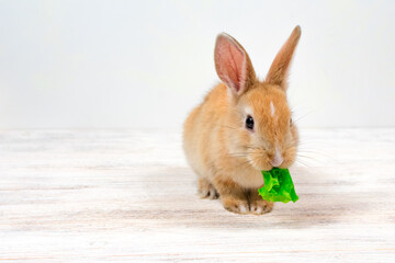 A small red rabbit chews a green leaf of grass on a white background. Place for an inscription. Feeding domestic rabbits.