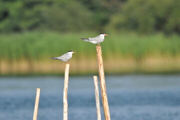 The Common Tern, an agile bird that hunts fish, with specimens sitting on poles sticking out of the...