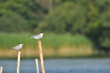 The Common Tern, an agile bird that hunts fish, with specimens sitting on poles sticking out of the...