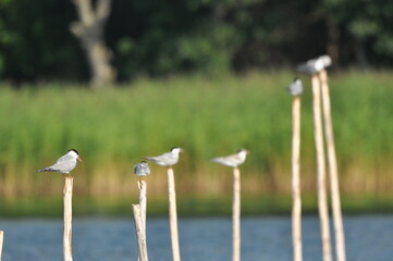 The Common Tern, an agile bird that hunts fish, with specimens sitting on poles sticking out of the lake.