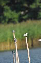 The Common Tern, an agile bird that hunts fish, with specimens sitting on poles sticking out of the...