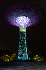 Supertree Grove illuminated at night. Gardens by the Bay futuristic nature park in Singapore.