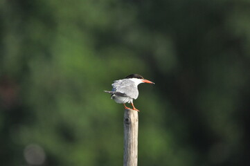 The Common Tern, an agile bird that hunts fish, with specimens sitting on poles sticking out of the lake.