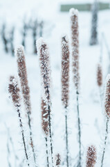 snow covered branches