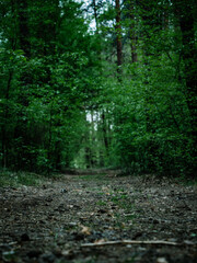 Obraz na płótnie Canvas Beautiful green summer forest paths. Hiking path through a forest