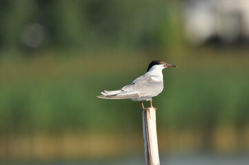 The Common Tern, an agile bird that hunts fish, with specimens sitting on poles sticking out of the...