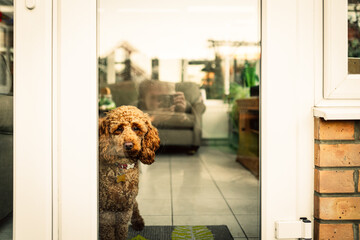Cute Mini Poodle looking out of a conservatory glazed window during the pandemic. Seen alone in the room looking out to her owner.