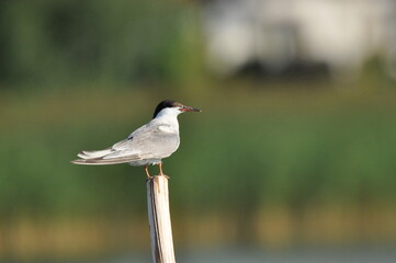 The Common Tern, an agile bird that hunts fish, with specimens sitting on poles sticking out of the lake.