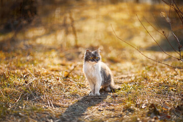 Fluffy playful cat walking in the garden in a sunny autumn day. Copy space