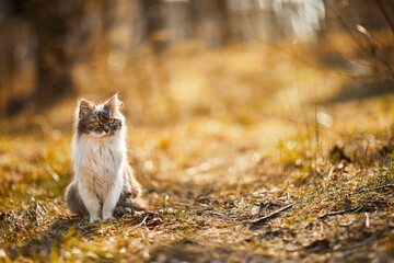 Naklejka na ściany i meble Fluffy playful cat walking in the garden in a sunny autumn day. Copy space