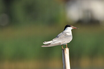 The Common Tern, an agile bird that hunts fish, with specimens sitting on poles sticking out of the lake. © TRINGA