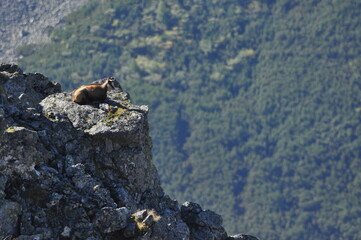 Mountain chamois, goats on the peaks in the Tatra National Park. Mammals grazing in the clearing...