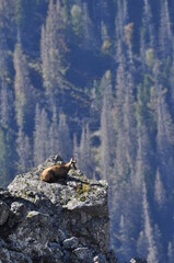 Mountain chamois, goats on the peaks in the Tatra National Park. Mammals grazing in the clearing and resting between the ridges and rocks.