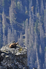 Mountain chamois, goats on the peaks in the Tatra National Park. Mammals grazing in the clearing and resting between the ridges and rocks.