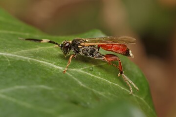  Ichneumonidae  Ichneumon primatorius on a leaf