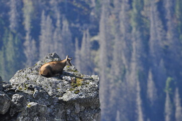 Mountain chamois, goats on the peaks in the Tatra National Park. Mammals grazing in the clearing and resting between the ridges and rocks.