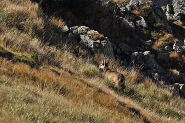 Mountain chamois, goats on the peaks in the Tatra National Park. Mammals grazing in the clearing...