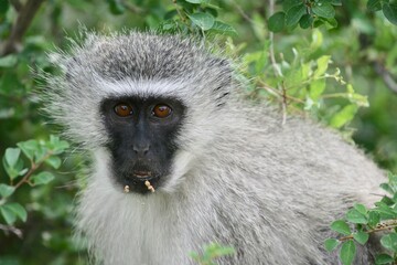 Vervet monkey in the Kruger National park