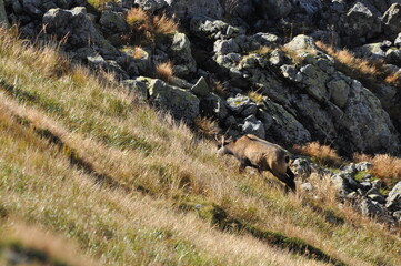 Mountain chamois, goats on the peaks in the Tatra National Park. Mammals grazing in the clearing...