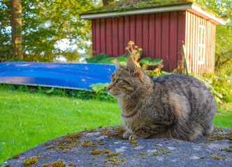 Cat in the garden