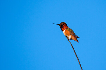 Allen's Hummingbird On Twig
