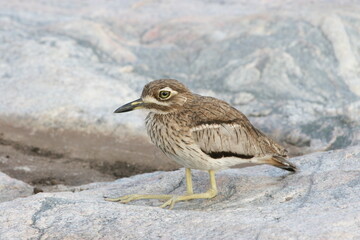 Water Thick-knee in Kruger National Park