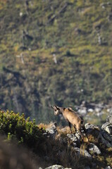 Mountain chamois, goats on the peaks in the Tatra National Park. Mammals grazing in the clearing...