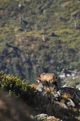 Mountain chamois, goats on the peaks in the Tatra National Park. Mammals grazing in the clearing...