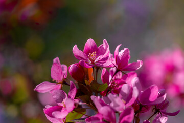 Spring flowering tree, beautiful spring background.
