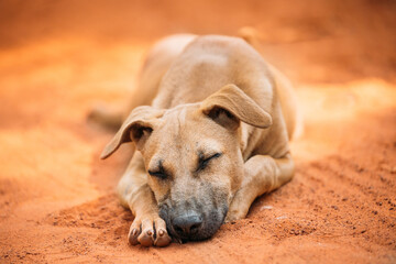 Homeless Red Mixed Breed Dog Resting Sleeping Outdoor On Orange Sand