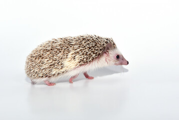 A beautiful cute hedgehog of African breed prickly with spikes on a white background in the studio
