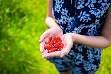 Woman hands holding many red wild alpine strawberries berries picking foraged in North Carolina...
