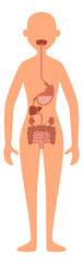 Digestive system illustration. Female body anatomy map