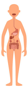 Digestive system illustration. Female body anatomy map