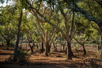 PORTUGAL ALENTEJO EVORA CROMLECH