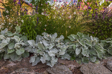 Beautiful nature view of flowering plants. Sweden.