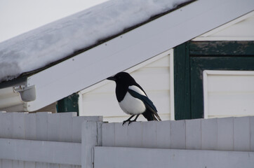 A Magpie on a Fence