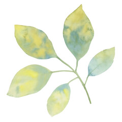 Green branch with leaves isolate on white background. Watercolor leaves on a branch. Watercolor illustration for design, cards, print