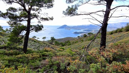 landscape with trees