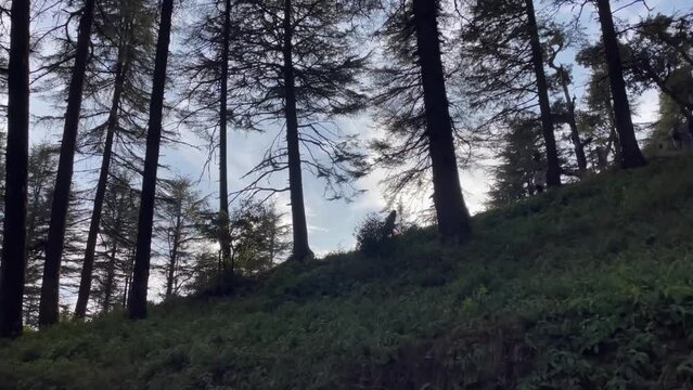 People hiking in the forest of Uttarakhand.