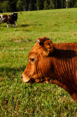 pensive red calf side view against the background of green pasture