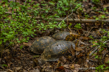 Eastern box turtles together