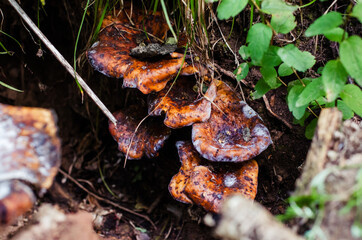 Overgrown mushrooms mushrooms in the thickets of the forest against the background of green grass grow from the ground
