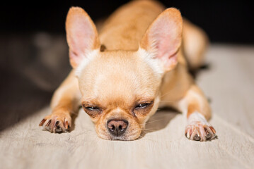 Chihuahua dog sleeps in the light