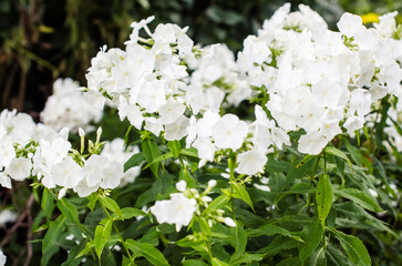 white hydrangea flowers in the garden against blurred greenery