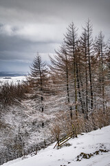 Conifer trees in a snowy landscape